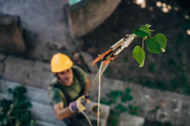 Leaf Removal in Rusk, TX