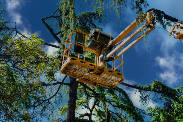 How Our Tree Care Process Works  in  Rusk, TX