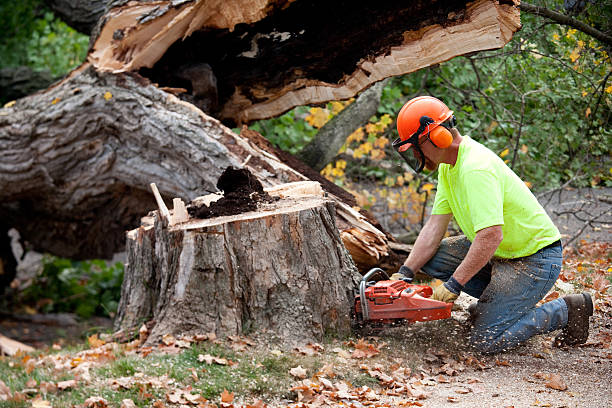 Best Tree Removal  in Rusk, TX