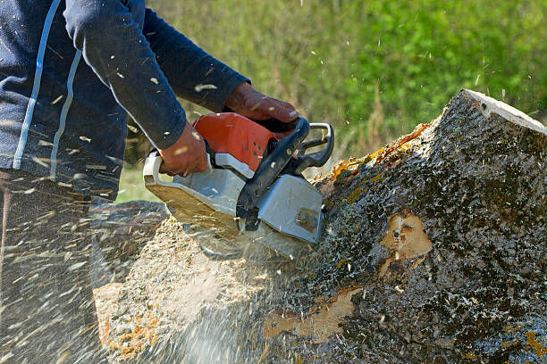 Rusk, TX Tree Removal Company